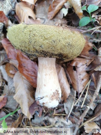 Boletus edulis