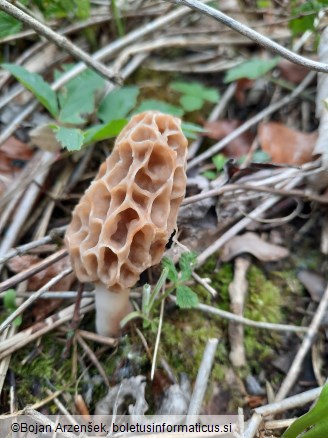 Morchella esculenta