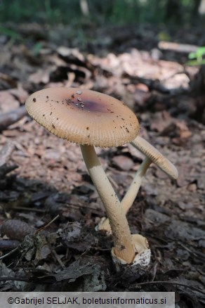 Amanita fulva