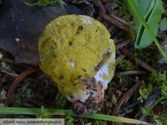 Hypomyces viridis