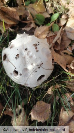 Agaricus campestris