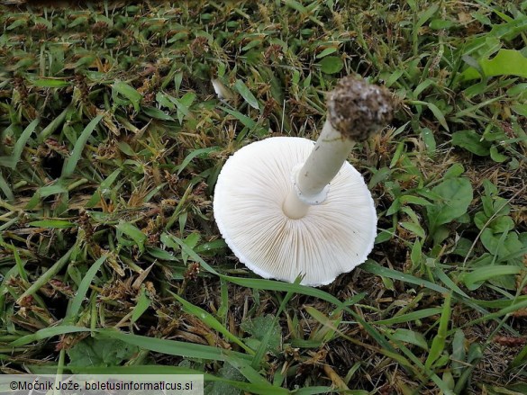 Leucoagaricus leucothites