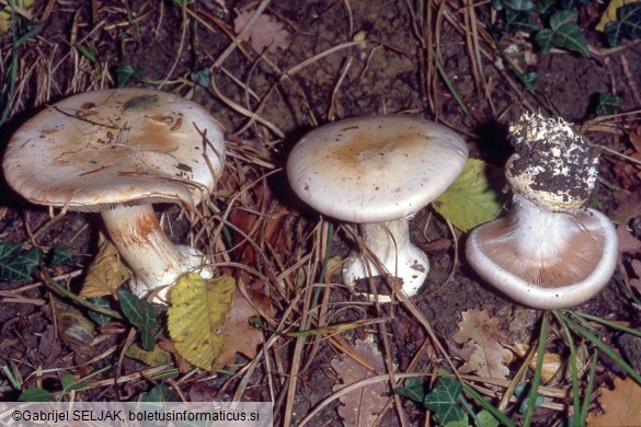 Cortinarius aleuriosmus