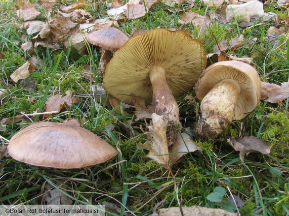 Tricholoma fulvum