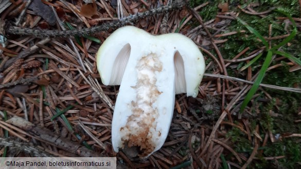 Russula violeipes