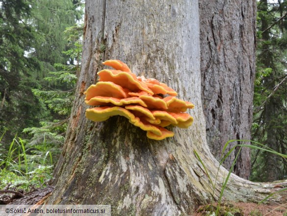 Laetiporus montanus