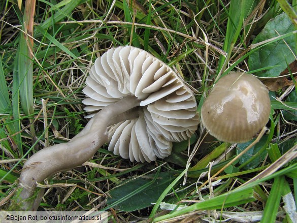 Hygrocybe irrigata