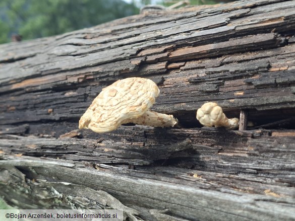Neolentinus lepideus