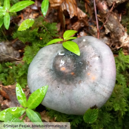 Russula cyanoxantha