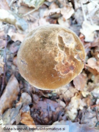 Neoboletus erythropus