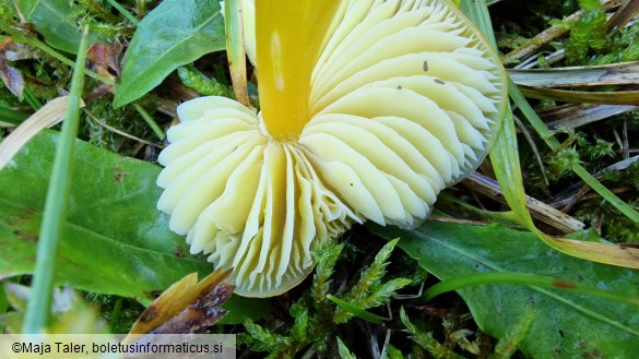 Hygrocybe ceracea