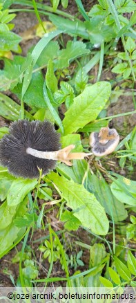 Coprinellus micaceus