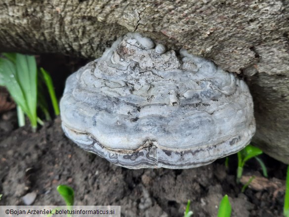 Fomes fomentarius