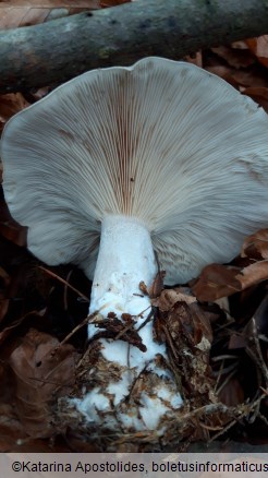 Clitocybe nebularis