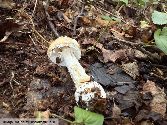 Amanita pantherina