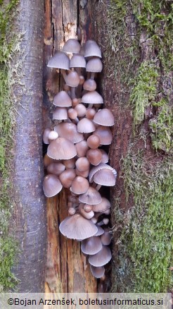 Mycena polygramma