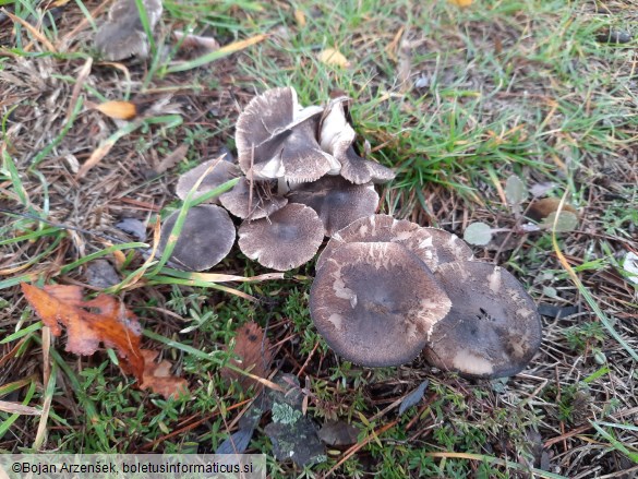 Tricholoma gausapatum