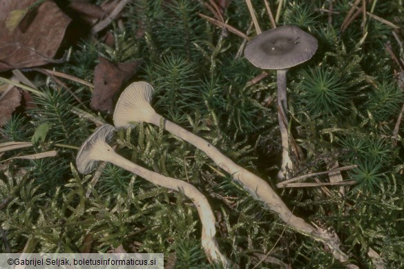 Cantharellula umbonata