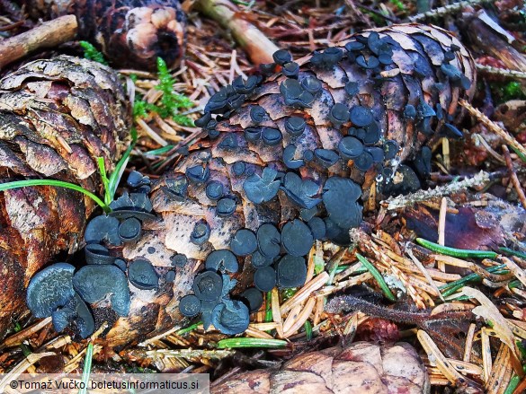 Rutstroemia bulgarioides