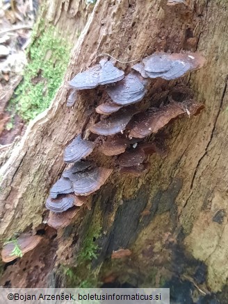 Hymenochaete rubiginosa