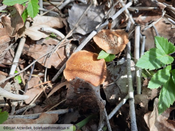 Polyporus ciliatus