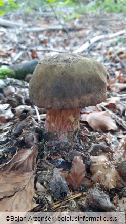 Neoboletus erythropus