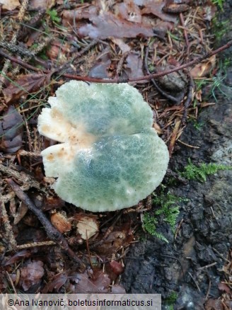 Russula virescens