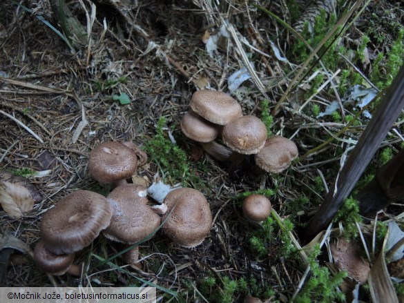 Tricholoma vaccinum