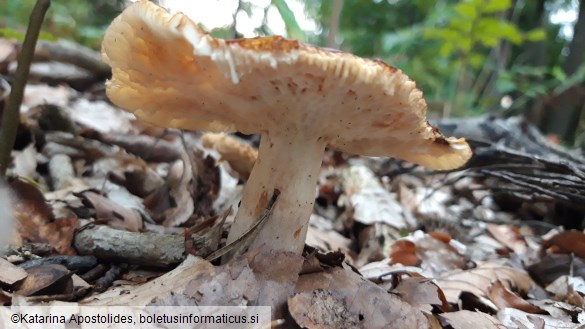 Russula foetens