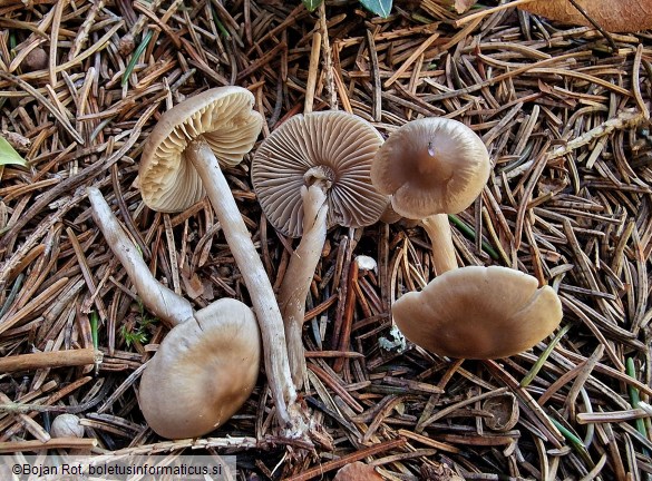 Lyophyllum fibrosipes