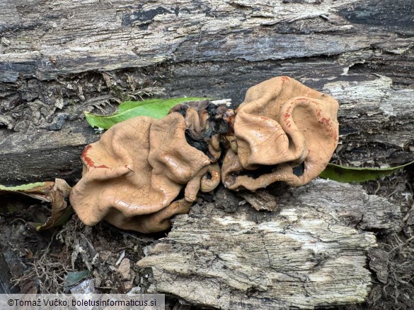 Entonaema cinnabarinum