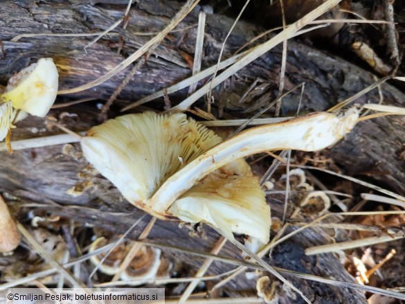 Leucoagaricus americanus