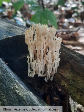 Artomyces pyxidatus