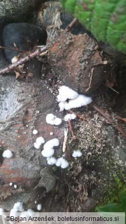 Schizophyllum commune