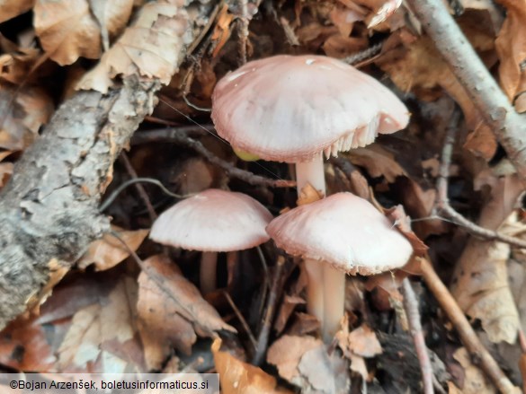 Mycena rosea