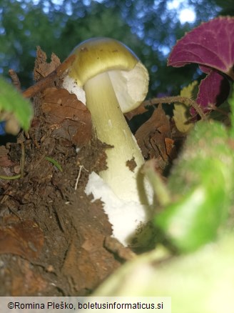 Amanita phalloides