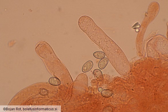 Pseudosperma obsoletum