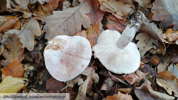 Hygrophorus russula