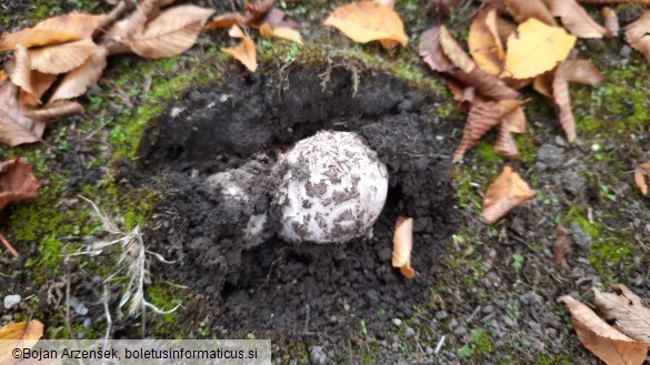 Amanita strobiliformis