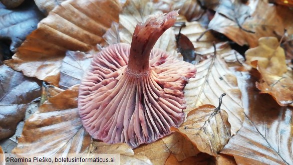 Hygrophorus capreolarius