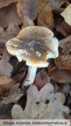 Tricholoma viridilutescens