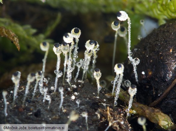 Pilobolus crystallinus