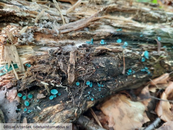 Chlorociboria aeruginascens