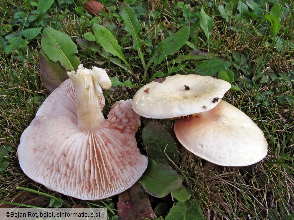 Entoloma excentricum