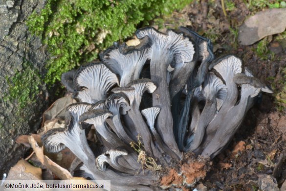 Cantharellus cinereus