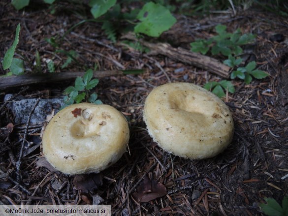 Lactarius leonis