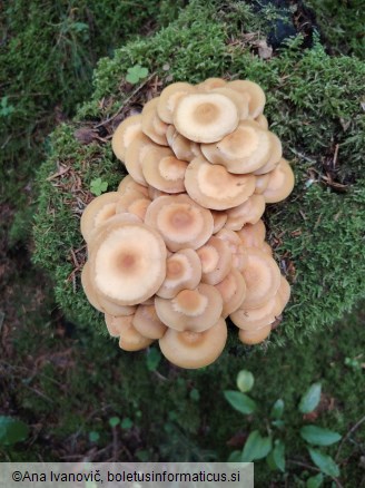 Kuehneromyces mutabilis
