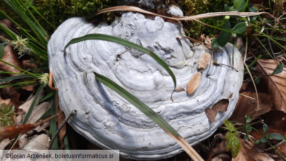 Fomes fomentarius