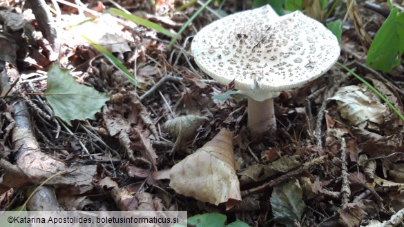 Amanita rubescens