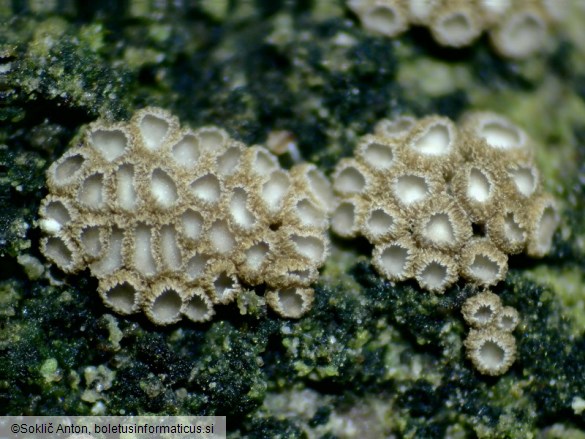 Merismodes fasciculata